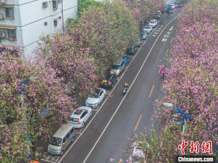 两位骑电动车的市民，在紫荆花下匆匆驶过。　王以照 摄