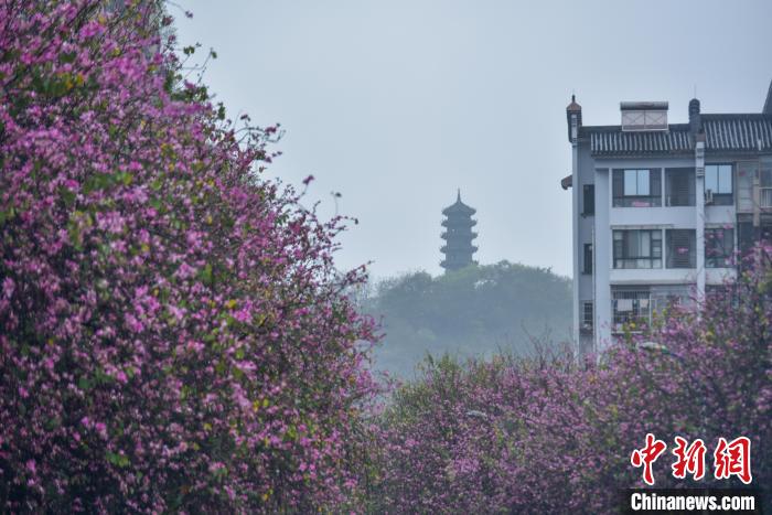 花朵挂满枝头，将城市装点成粉色。　王以照 摄